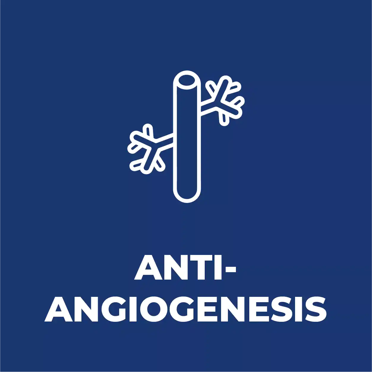 cara kerja angcanglie ang cang lie